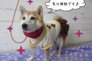 ソフトバンク豆柴