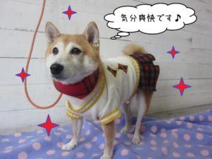 ソフトバンク豆柴