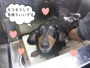 シャンプー中ミニチュアダックス