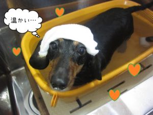 スパ中ミニチュアダックス