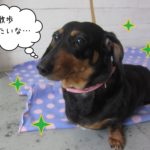 おすまし横顔ミニチュアダックス