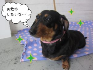 おすまし横顔ミニチュアダックス