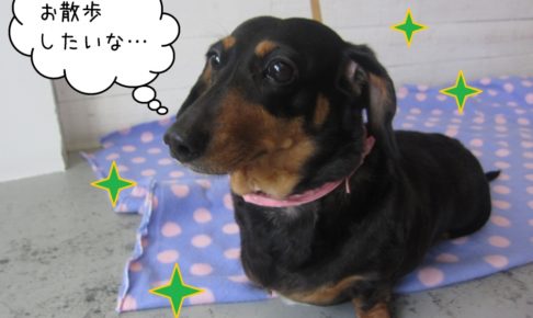 おすまし横顔ミニチュアダックス