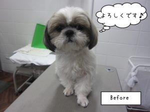 カット前シーズー