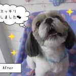 嬉しそうシーズー