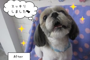 嬉しそうシーズー