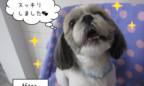 嬉しそうシーズー