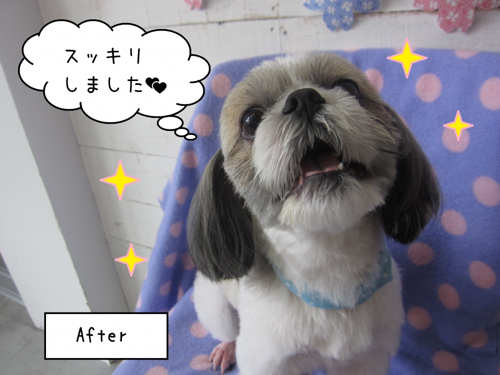 嬉しそうシーズー