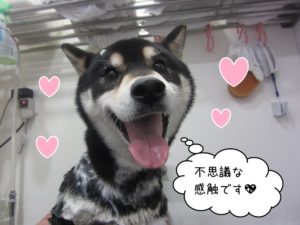 シャンプー中柴犬