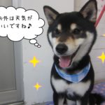 笑顔柴犬