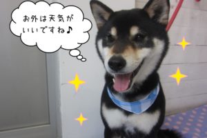 笑顔柴犬