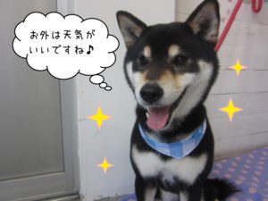 笑顔柴犬