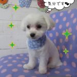 おすまし白マルチーズ