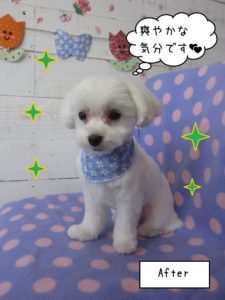 おすまし白マルチーズ