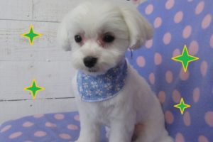 おすまし白マルチーズ