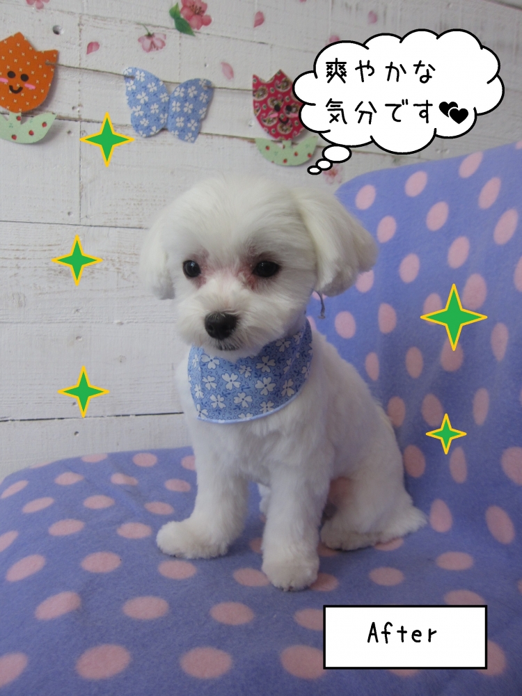 おすまし白マルチーズ