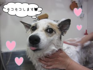 シャンプー中ミックス