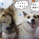 笑顔仲良しミックス