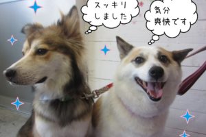 笑顔仲良しミックス