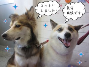 笑顔仲良しミックス