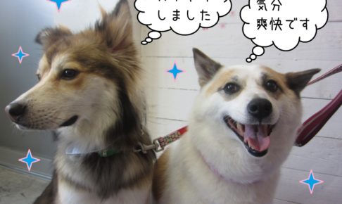 笑顔仲良しミックス