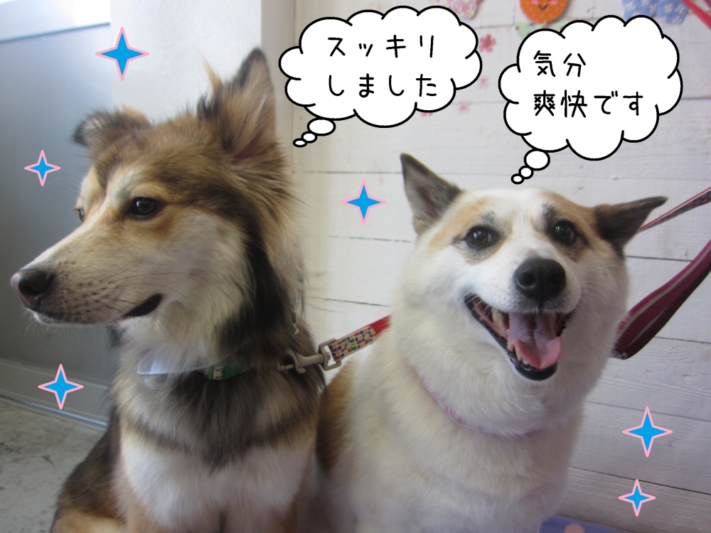 笑顔仲良しミックス