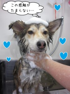 シャンプー中ミックス