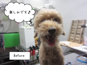 カット前トイプードル