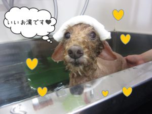 スパ中トイプードル