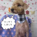 えっへんトイプードル