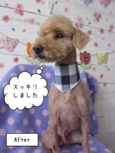 えっへんトイプードル