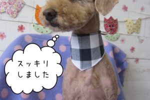 えっへんトイプードル