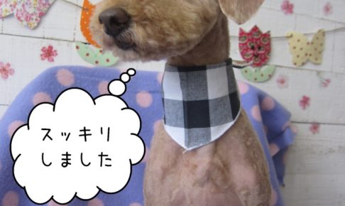 えっへんトイプードル