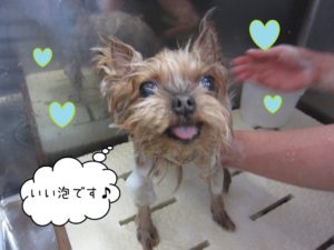 シャンプー中ヨーキー