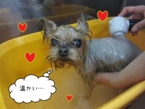 スパ中ヨーキー