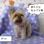 ペロ舌ヨーキー