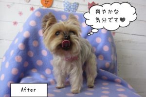 ペロ舌ヨーキー