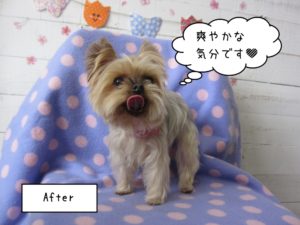 ペロ舌ヨーキー