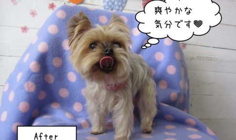 ペロ舌ヨーキー