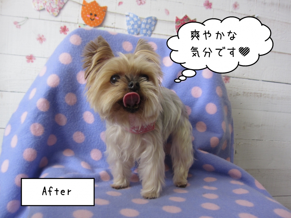 ペロ舌ヨーキー