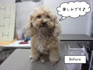 カット前トイプードル