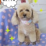 おすましトイプードル