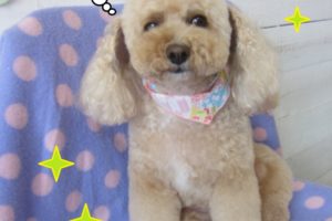 おすましトイプードル