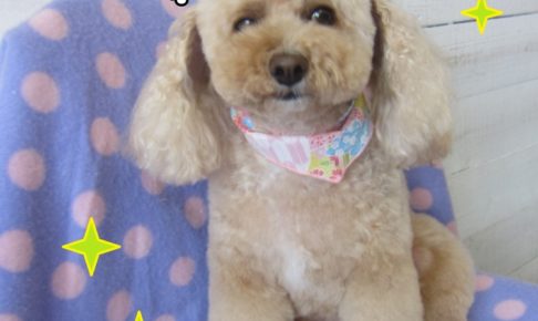 おすましトイプードル