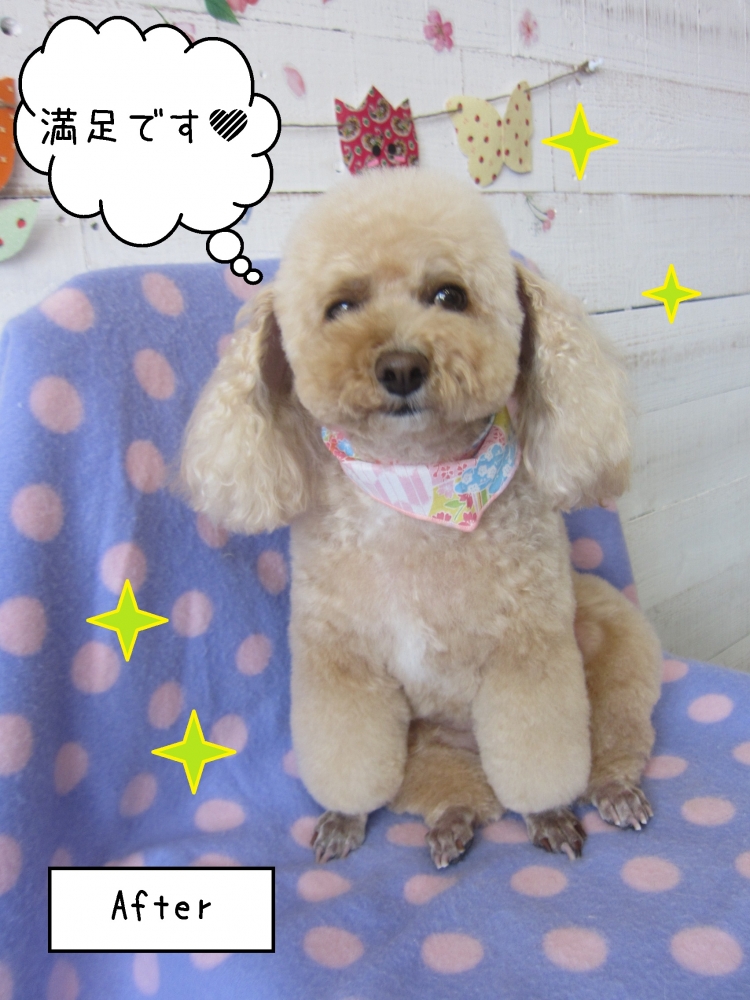 おすましトイプードル