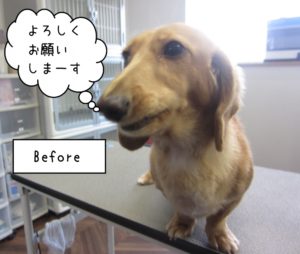 施術前ミニチュアダックス