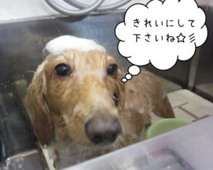 シャンプー中ミニチュアダックス