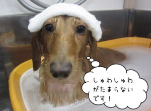 スパ中ミニチュアダックス