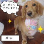 微笑むミニチュアダックス