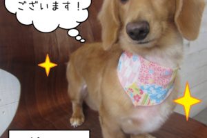 微笑むミニチュアダックス